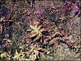 Pinguicula longifolia x grandilfora