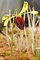Darlingtonia californica, kvet