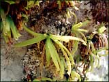 Pinguicula sp. Hos de Beteta