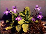 Pinguicula longifola subsp. caussensis