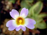 Pinguicula primuliflora