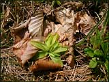 Pinguicula vulgaris